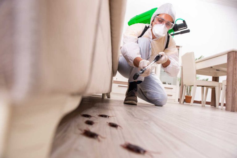 8 consejos para evitar plagas de insectos en casa